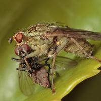 2008 (6) JUNE Dung Fly with Prey a 